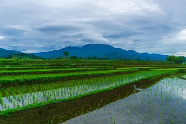 Kuzey Bengkulu 'daki Endonezya güzelliği çeltik tarlaları. Endonezya' nın dağları ve tropikal ormanlarının doğal sabah manzarası.