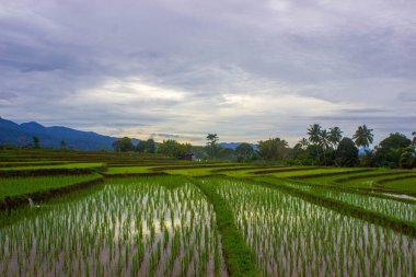 Kuzey Bengkulu 'daki Endonezya güzelliği çeltik tarlaları. Endonezya' nın dağları ve tropikal ormanlarının doğal sabah manzarası.