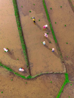 Kuzey Bengkulu 'daki Endonezya güzelliği çeltik tarlaları. Endonezya' nın dağları ve tropikal ormanlarının doğal sabah manzarası.