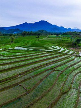 Kuzey Bengkulu 'daki Endonezya güzelliği çeltik tarlaları. Endonezya' nın dağları ve tropikal ormanlarının doğal sabah manzarası.