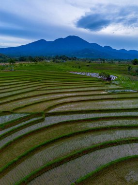 Kuzey Bengkulu 'daki Endonezya güzelliği çeltik tarlaları. Endonezya' nın dağları ve tropikal ormanlarının doğal sabah manzarası.