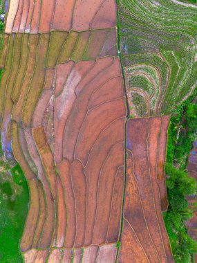 Kuzey Bengkulu 'daki Endonezya güzelliği çeltik tarlaları. Endonezya' nın dağları ve tropikal ormanlarının doğal sabah manzarası.