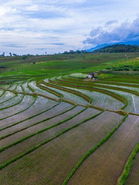 Kuzey Bengkulu 'daki Endonezya güzelliği çeltik tarlaları. Endonezya' nın dağları ve tropikal ormanlarının doğal sabah manzarası.