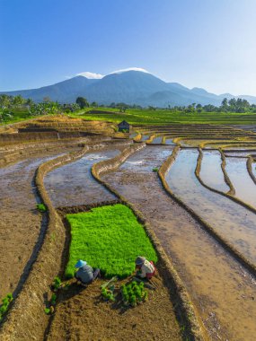 Kuzey Bengkulu 'daki Endonezya güzelliği çeltik tarlaları. Endonezya' nın dağları ve tropikal ormanlarının doğal sabah manzarası.