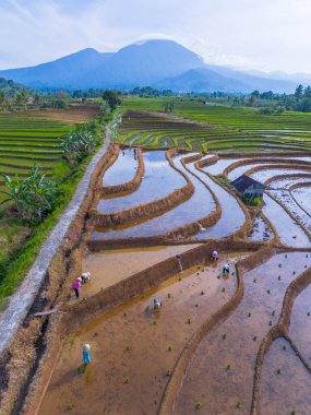 Kuzey Bengkulu 'daki Endonezya güzelliği çeltik tarlaları. Endonezya' nın dağları ve tropikal ormanlarının doğal sabah manzarası.