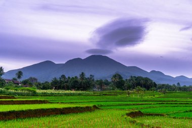 Kuzey Bengkulu 'daki Endonezya güzelliği çeltik tarlaları. Endonezya' nın dağları ve tropikal ormanlarının doğal sabah manzarası.