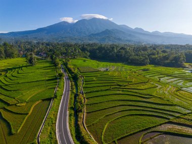 Kuzey Bengkulu 'daki Endonezya güzelliği çeltik tarlaları. Endonezya' nın dağları ve tropikal ormanlarının doğal sabah manzarası.