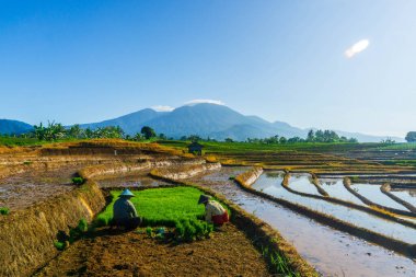 Kuzey Bengkulu 'daki Endonezya güzelliği çeltik tarlaları. Endonezya' nın dağları ve tropikal ormanlarının doğal sabah manzarası.