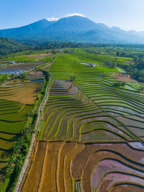 Kuzey Bengkulu 'daki Endonezya güzelliği çeltik tarlaları. Endonezya' nın dağları ve tropikal ormanlarının doğal sabah manzarası.
