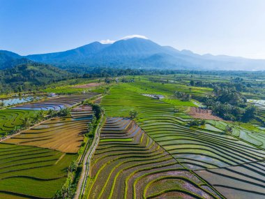 Kuzey Bengkulu 'daki Endonezya güzelliği çeltik tarlaları. Endonezya' nın dağları ve tropikal ormanlarının doğal sabah manzarası.