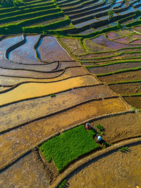 Kuzey Bengkulu 'daki Endonezya güzelliği çeltik tarlaları. Endonezya' nın dağları ve tropikal ormanlarının doğal sabah manzarası.