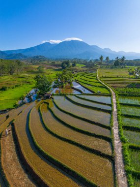 Kuzey Bengkulu 'daki Endonezya güzelliği çeltik tarlaları. Endonezya' nın dağları ve tropikal ormanlarının doğal sabah manzarası.