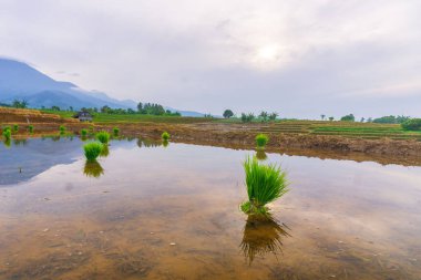 Kuzey Bengkulu 'daki Endonezya güzelliği çeltik tarlaları. Endonezya' nın dağları ve tropikal ormanlarının doğal sabah manzarası.