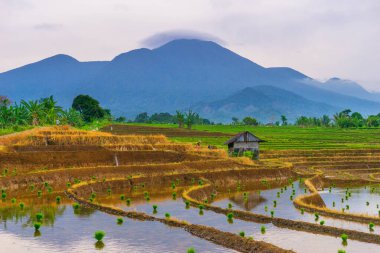 Kuzey Bengkulu 'daki Endonezya güzelliği çeltik tarlaları. Endonezya' nın dağları ve tropikal ormanlarının doğal sabah manzarası.