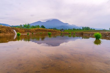 Kuzey Bengkulu 'daki Endonezya güzelliği çeltik tarlaları. Endonezya' nın dağları ve tropikal ormanlarının doğal sabah manzarası.