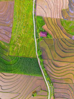 Kuzey Bengkulu 'daki Endonezya güzelliği çeltik tarlaları. Endonezya' nın dağları ve tropikal ormanlarının doğal sabah manzarası.