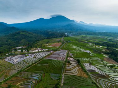 Kuzey Bengkulu 'daki Endonezya güzelliği çeltik tarlaları. Endonezya' nın dağları ve tropikal ormanlarının doğal sabah manzarası.