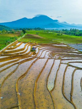 Kuzey Bengkulu 'daki Endonezya güzelliği çeltik tarlaları. Endonezya' nın dağları ve tropikal ormanlarının doğal sabah manzarası.
