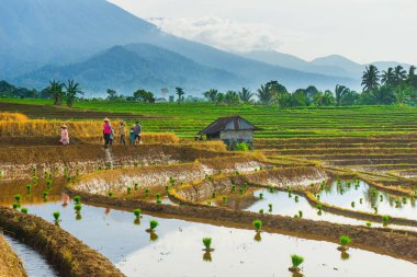 Kuzey Bengkulu 'daki Endonezya güzelliği çeltik tarlaları. Endonezya' nın dağları ve tropikal ormanlarının doğal sabah manzarası.