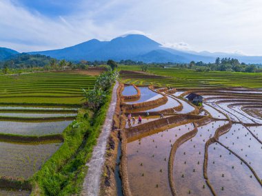 Kuzey Bengkulu 'daki Endonezya güzelliği çeltik tarlaları. Endonezya' nın dağları ve tropikal ormanlarının doğal sabah manzarası.