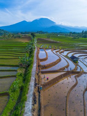 Kuzey Bengkulu 'daki Endonezya güzelliği çeltik tarlaları. Endonezya' nın dağları ve tropikal ormanlarının doğal sabah manzarası.