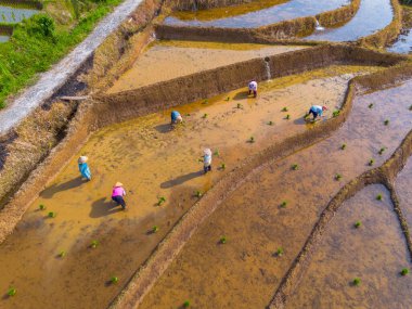 Kuzey Bengkulu 'daki Endonezya güzelliği çeltik tarlaları. Endonezya' nın dağları ve tropikal ormanlarının doğal sabah manzarası.