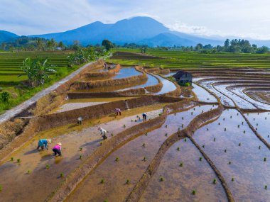 Kuzey Bengkulu 'daki Endonezya güzelliği çeltik tarlaları. Endonezya' nın dağları ve tropikal ormanlarının doğal sabah manzarası.