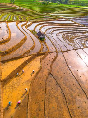 Kuzey Bengkulu 'daki Endonezya güzelliği çeltik tarlaları. Endonezya' nın dağları ve tropikal ormanlarının doğal sabah manzarası.