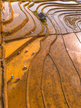 Kuzey Bengkulu 'daki Endonezya güzelliği çeltik tarlaları. Endonezya' nın dağları ve tropikal ormanlarının doğal sabah manzarası.