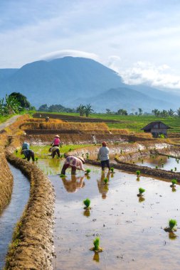 Kuzey Bengkulu 'daki Endonezya güzelliği çeltik tarlaları. Endonezya' nın dağları ve tropikal ormanlarının doğal sabah manzarası.
