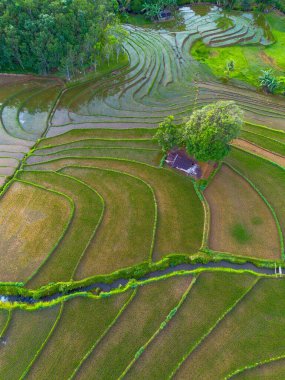 Kuzey Bengkulu 'daki Endonezya güzelliği çeltik tarlaları. Endonezya' nın dağları ve tropikal ormanlarının doğal sabah manzarası.