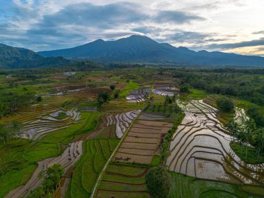 Kuzey Bengkulu 'daki Endonezya güzelliği çeltik tarlaları. Endonezya' nın dağları ve tropikal ormanlarının doğal sabah manzarası.