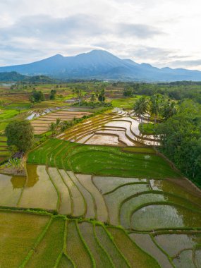 Kuzey Bengkulu 'daki Endonezya güzelliği çeltik tarlaları. Endonezya' nın dağları ve tropikal ormanlarının doğal sabah manzarası.