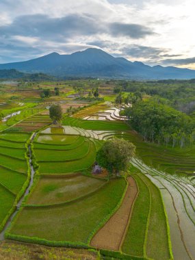 Kuzey Bengkulu 'daki Endonezya güzelliği çeltik tarlaları. Endonezya' nın dağları ve tropikal ormanlarının doğal sabah manzarası.