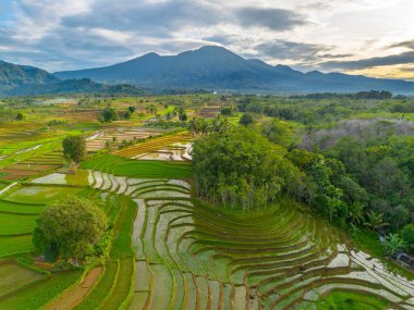 Kuzey Bengkulu 'daki Endonezya güzelliği çeltik tarlaları. Endonezya' nın dağları ve tropikal ormanlarının doğal sabah manzarası.