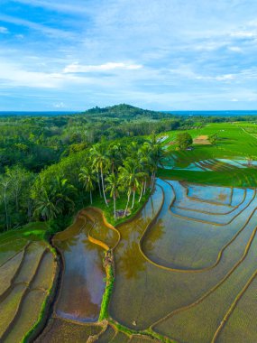 Kuzey Bengkulu 'daki Endonezya güzelliği çeltik tarlaları. Endonezya' nın dağları ve tropikal ormanlarının doğal sabah manzarası.