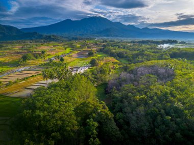 Kuzey Bengkulu 'daki Endonezya güzelliği çeltik tarlaları. Endonezya' nın dağları ve tropikal ormanlarının doğal sabah manzarası.