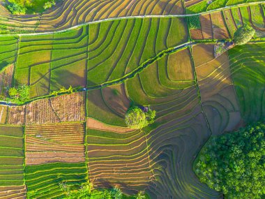 Kuzey Bengkulu 'daki Endonezya güzelliği çeltik tarlaları. Endonezya' nın dağları ve tropikal ormanlarının doğal sabah manzarası.