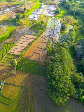 Kuzey Bengkulu 'daki Endonezya güzelliği çeltik tarlaları. Endonezya' nın dağları ve tropikal ormanlarının doğal sabah manzarası.
