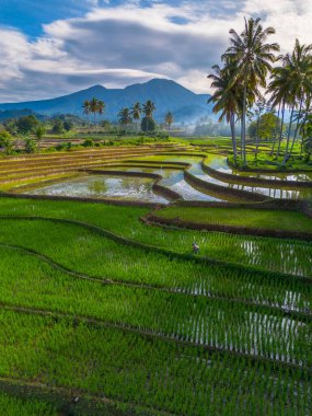 Kuzey Bengkulu 'daki Endonezya güzelliği çeltik tarlaları. Endonezya' nın dağları ve tropikal ormanlarının doğal sabah manzarası.