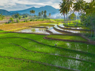 Kuzey Bengkulu 'daki Endonezya güzelliği çeltik tarlaları. Endonezya' nın dağları ve tropikal ormanlarının doğal sabah manzarası.