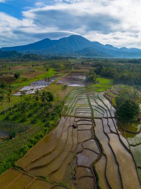 Kuzey Bengkulu 'daki Endonezya güzelliği çeltik tarlaları. Endonezya' nın dağları ve tropikal ormanlarının doğal sabah manzarası.