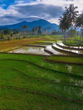 Kuzey Bengkulu 'daki Endonezya güzelliği çeltik tarlaları. Endonezya' nın dağları ve tropikal ormanlarının doğal sabah manzarası.