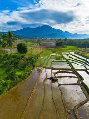 Kuzey Bengkulu 'daki Endonezya güzelliği çeltik tarlaları. Endonezya' nın dağları ve tropikal ormanlarının doğal sabah manzarası.