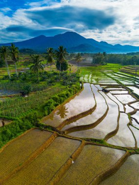 Kuzey Bengkulu 'daki Endonezya güzelliği çeltik tarlaları. Endonezya' nın dağları ve tropikal ormanlarının doğal sabah manzarası.