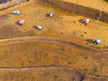 Kuzey Bengkulu 'daki Endonezya güzelliği çeltik tarlaları. Endonezya' nın dağları ve tropikal ormanlarının doğal sabah manzarası.