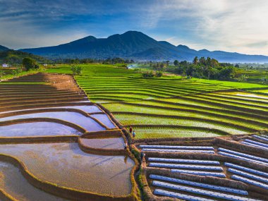 Kuzey Bengkulu 'daki Endonezya güzelliği çeltik tarlaları. Endonezya' nın dağları ve tropikal ormanlarının doğal sabah manzarası.