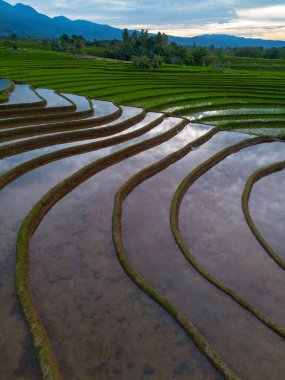 Kuzey Bengkulu 'daki Endonezya güzelliği çeltik tarlaları. Endonezya' nın dağları ve tropikal ormanlarının doğal sabah manzarası.