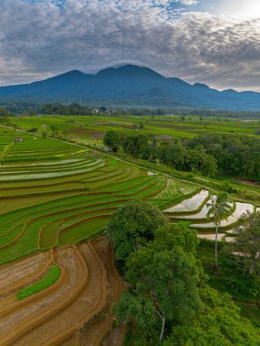 Kuzey Bengkulu 'daki Endonezya güzelliği çeltik tarlaları. Endonezya' nın dağları ve tropikal ormanlarının doğal sabah manzarası.