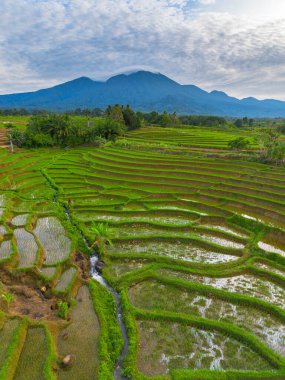 Kuzey Bengkulu 'daki Endonezya güzelliği çeltik tarlaları. Endonezya' nın dağları ve tropikal ormanlarının doğal sabah manzarası.